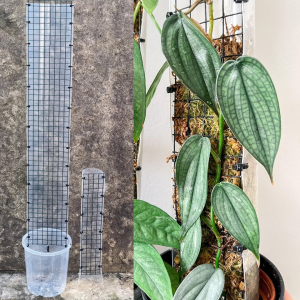 DIY Moss Pole Kits