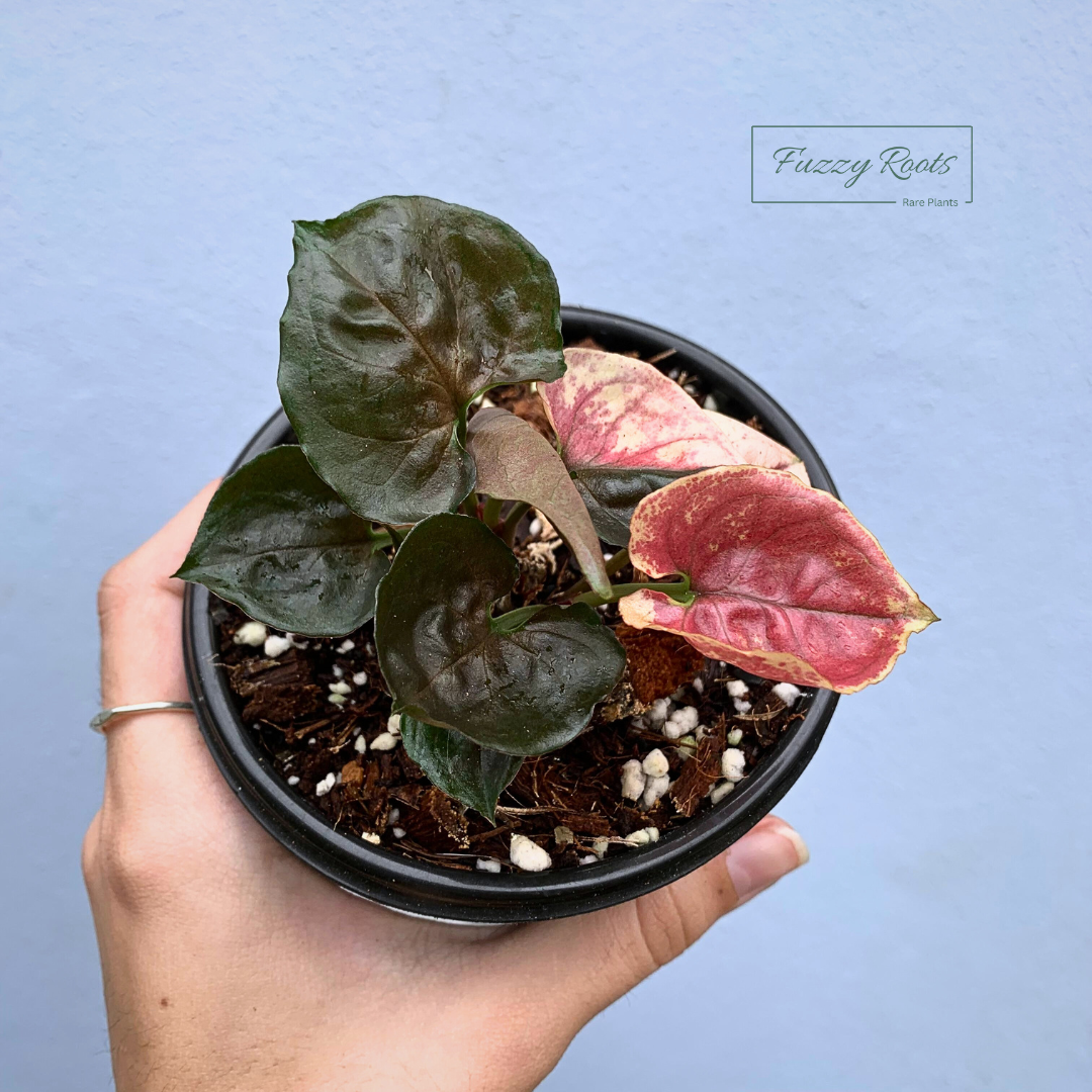 Syngonium Strawberry Ice