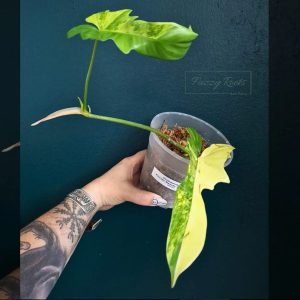 Philodendron Florida Beauty x Mayoii | Indoor House Plant
