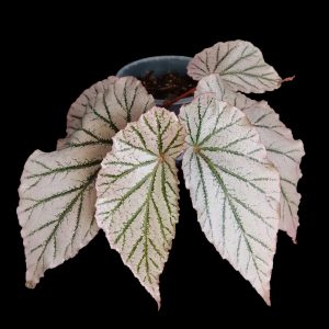 Begonia Sp | Indoor Plant South Africa