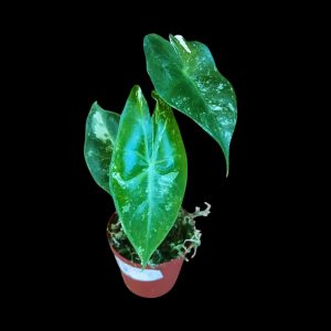 Alocasia Pink Dragon Albo