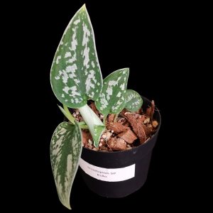 Scindapsus Sp