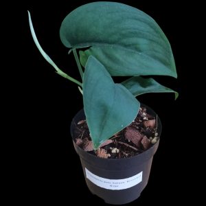 Scindapsus Pictus Jade Satin reverted