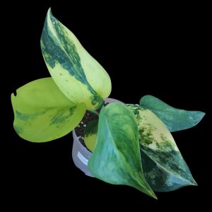 Scindapsus Pictus Jade Satin Variegated