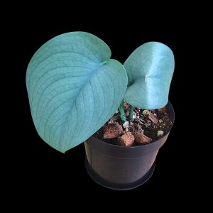 Scindapsus Silver Hero