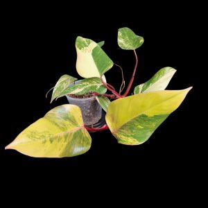 Philodendron Strawberry Shake