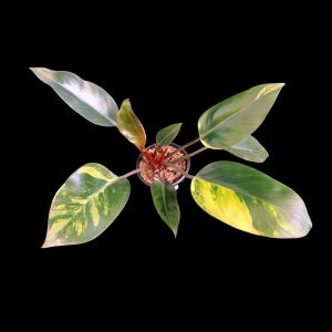 Philodendron Yellow Congo