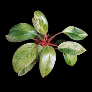 Philodendron Red Congo Dwarf Mint