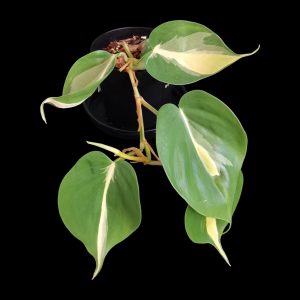 Philodendron Silver Stripe