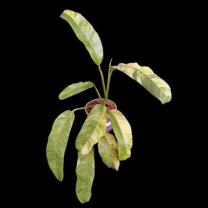 Epipremnum Giganteum Marble (Copy)