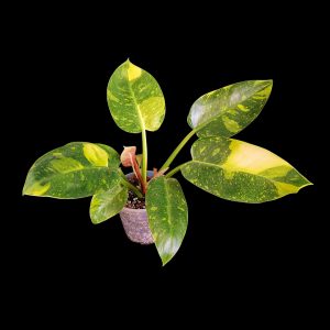Philodendron ‘Green Congo’ Hybrid | Indoor Plant South Africa