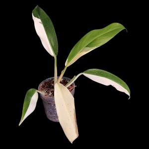 Philodendron Wend Imbe Variegated