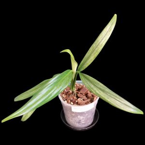 Epipremnum Amplissimum Silver