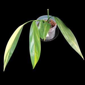 Epipremnum Amplissimum Variegated