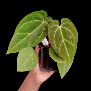Anthurium Papillilaminum (Zara X Michelle)