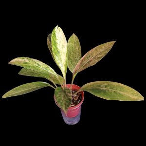 Anthurium Birdnest Variegated