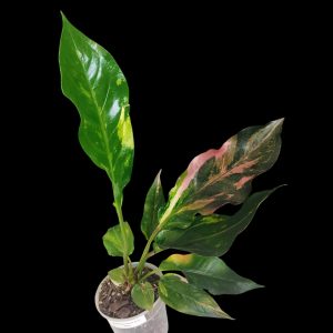 Anthurium Birdnest Variegated