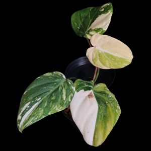 Philodendron Gloriosum Variegated