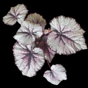 Begonia Sp | Indoor Plant South Africa