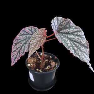 Begonia Sp | Indoor Plant South Africa (Copy)