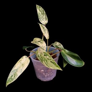 Philodendron Emerald Queen