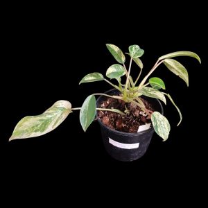 Philodendron Emerald Queen