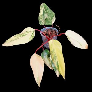 Philodendron Strawberry Shake