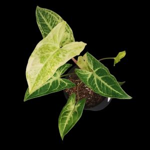 Syngonium Batik Variegated