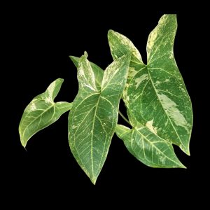 Syngonium Batik Variegated