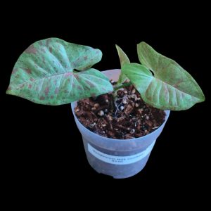 Syngonium Milk Confetti