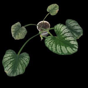 Philodendron Mamei /Silver Cloud