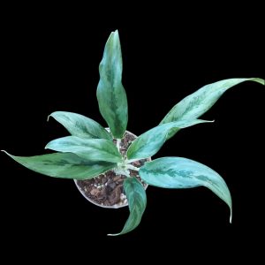 Aglaonema Sp