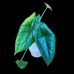 Alocasia Sculprum Aurea