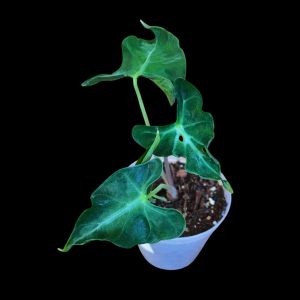 Alocasia Loco
