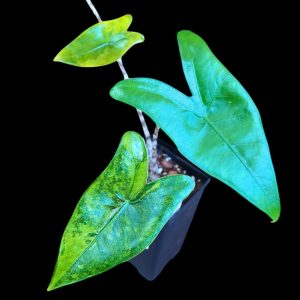 Alocasia Zebrina Aurea