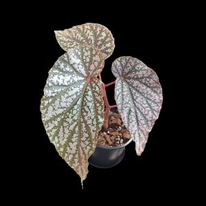 Begonia Sp | Indoor Plant South Africa