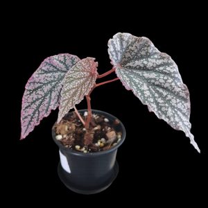 Begonia Sp | Indoor Plant South Africa