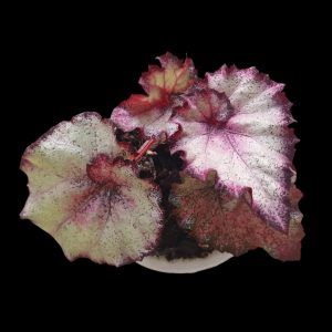 Begonia Sp | Indoor Plant South Africa