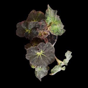 Begonia Deco Daddy | Indoor Plant South Africa