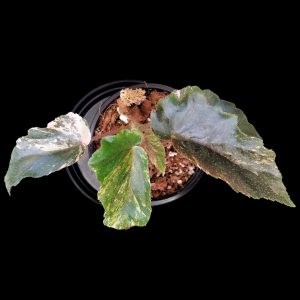 Begonia Sp | Indoor Plant South Africa
