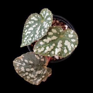 Begonia Sp | Indoor Plant South Africa