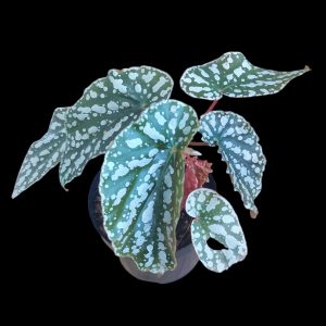 Begonia Sp | Indoor Plant South Africa