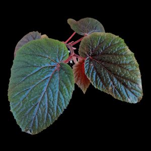 Begonia Sp | Indoor Plant South Africa
