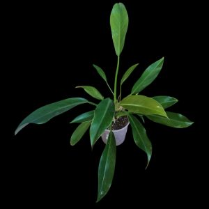 Philodendron Wend Imbe