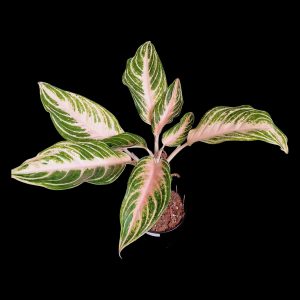 Aglaonema Sp