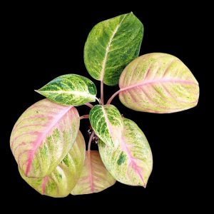 Aglaonema Sp
