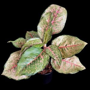 Aglaonema Sp