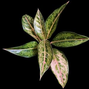 Aglaonema Sp