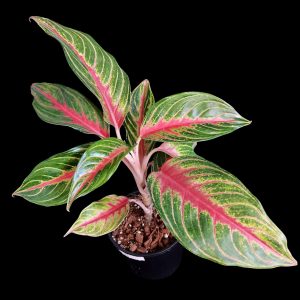 Aglaonema Sp