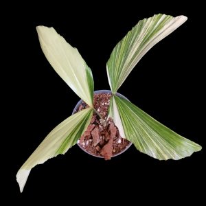 Caryota Mitis Lour Variegated